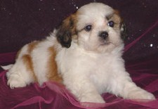 Lhasa Bichon 
Puppy for Sale
Sold